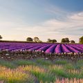 20230710_飘着香气的紫色海洋_萨默塞特郡的薰衣草田，英国_intro_UHD.jpg
