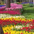 20240509_恣意绽放的郁金香_埃米尔甘公园的郁金香，伊斯坦布尔，土耳其_intro_UHD.jpg